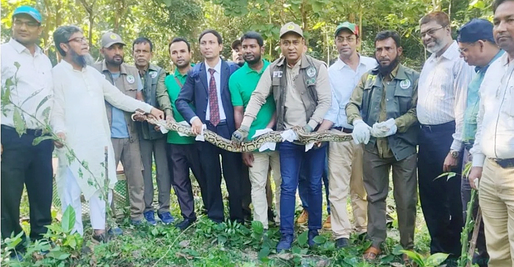 কাপ্তাই উদ্যানে ১২ ফুট লম্বা অজগর অবমুক্ত