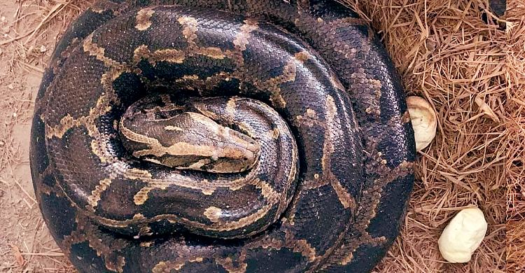 আবারো ৪০ ডিম দিলো অজগরটি