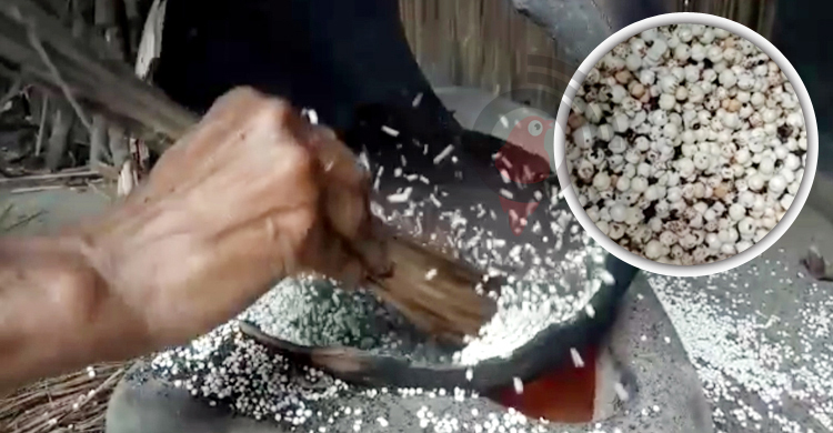 বিলুপ্তির পথে সুস্বাদু শাপলার ফল ‘ঢ্যাপ’ ও খই