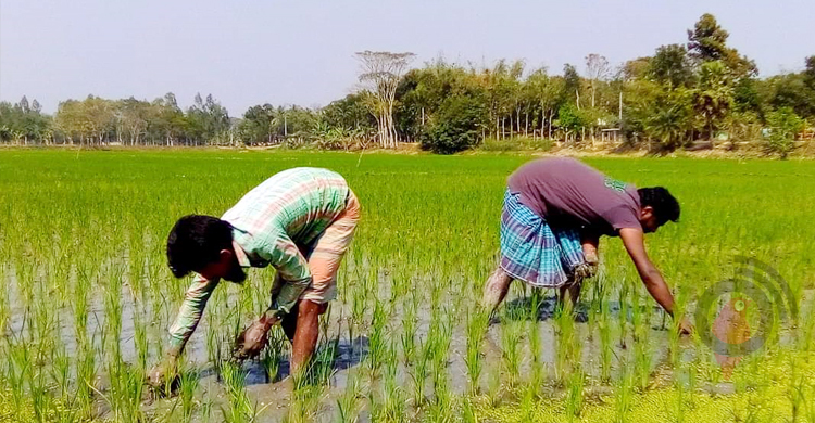 ফরিদপুরে ইউরিয়া সারের সঙ্কটে বিপাকে চাষিরা
