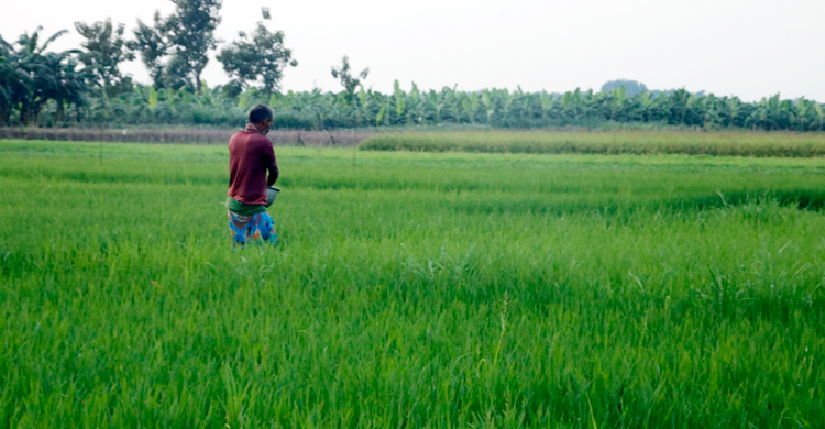 সারের দাম বাড়ায় দুশ্চিন্তায় মেহেরপুরের কৃষকরা