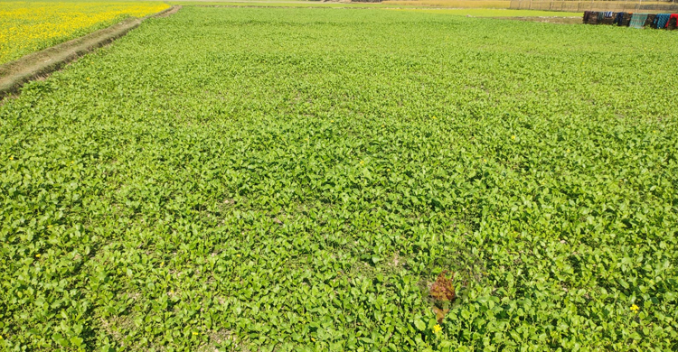 গাইবান্ধায় সার সংকট, শঙ্কায় চাষিরা