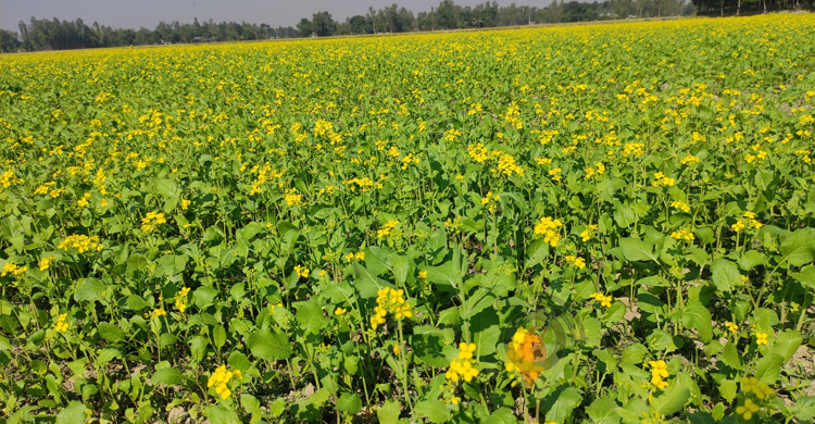 গাইবান্ধায় সার সংকট, শঙ্কায় চাষিরা