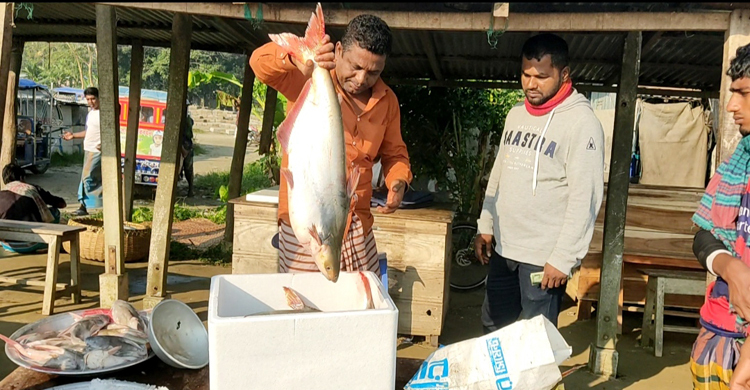 পদ্মা-মেঘনায় ধরা পড়ছে বড় পাঙাশ