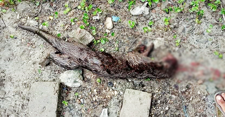 সুন্দরবন থেকে লোকালয়ে আসা ভোঁদড় পিটিয়ে হত্যা