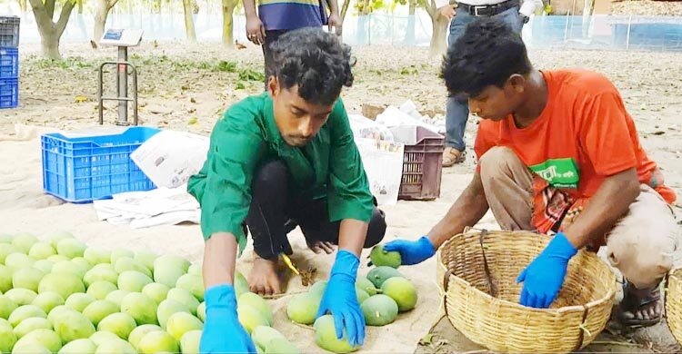 প্রথমবার হংকংয়ে যাচ্ছে সাতক্ষীরার আম