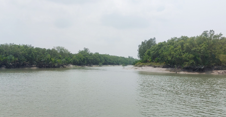 সুন্দরবনে কাঁকড়া ধরার অনুমতি নিয়ে গাছ কর্তন, আটক ৩