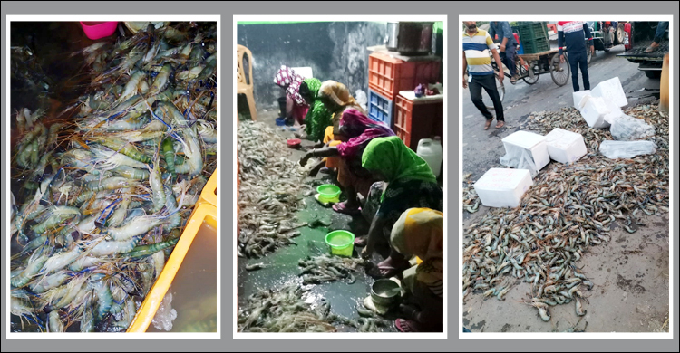 সাতক্ষীরায় চিংড়িতে জেলি পুশ, ১০ জনের কারাদণ্ড