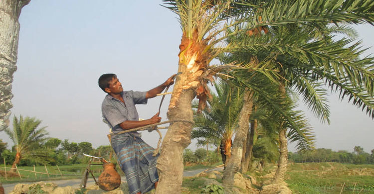 শীতের আগমনে কদর বেড়েছে খেজুর গাছের