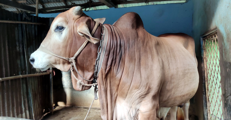 দুই বছরে রাজার ওজন ৫৬০ কেজি