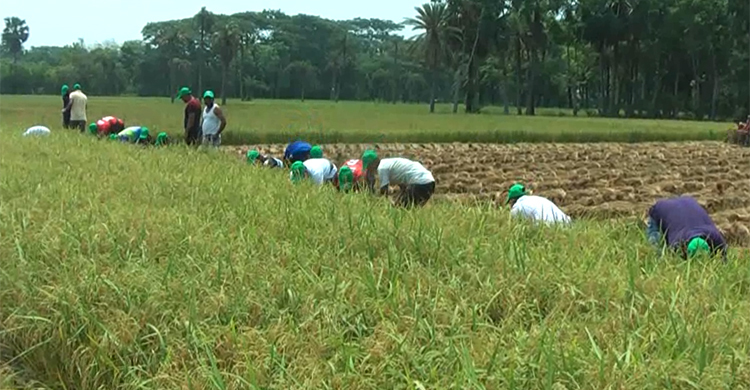 কৃষকের পাশে সাতক্ষীরা যুবলীগ