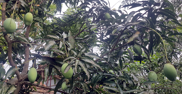 ৩১ মে বাজারে আসবে হিমসাগর