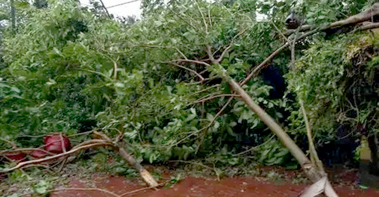 ঘূর্ণিঝড়ে ভেঙে পড়া গাছের ডাল কাটতে গিয়ে শিক্ষকের মৃত্যু