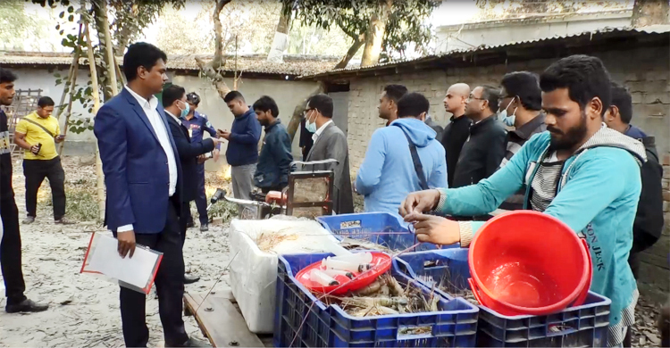 সাতক্ষীরায় চিংড়িতে জেলি দেওয়ায় ব্যবসায়ীর কারাদণ্ড