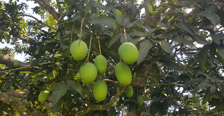 সাতক্ষীরায় আম নিয়ে শঙ্কায় ব্যবসায়ীরা, নেই বাজারজাতের ব্যবস্থা