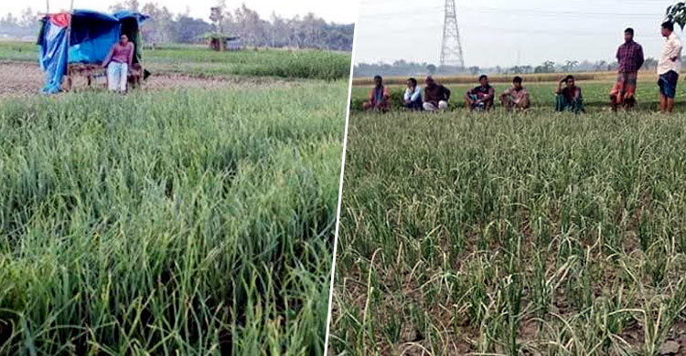 পাহারা দিয়েও পেঁয়াজ ক্ষেত রক্ষা করতে পারল না গ্রামপুলিশ
