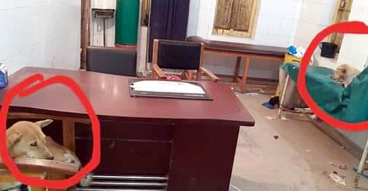 ডাক্তার বিশ্রামে, হাসপাতালের জরুরি বিভাগে ঢুকে পড়ল কুকুর
