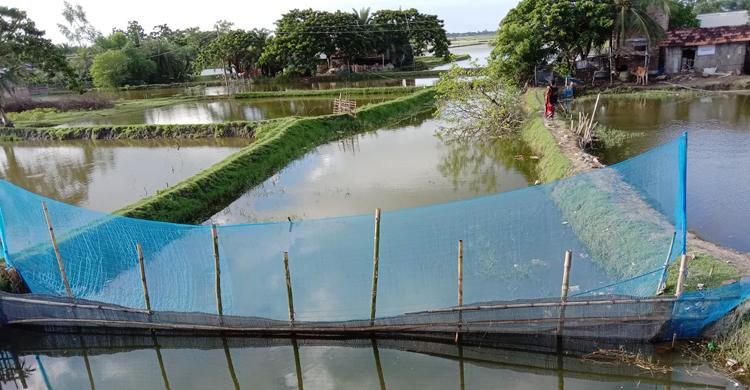 সরকারি খালে নেটপাটা দিয়ে মাছ চাষ করেন মেম্বার