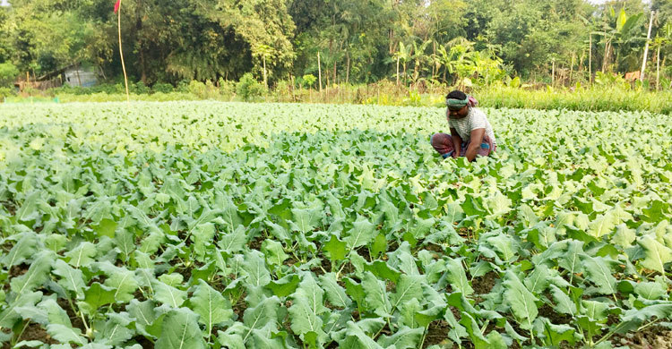 শীতকালীন সবজিতে কৃষকের মুখে হাসি