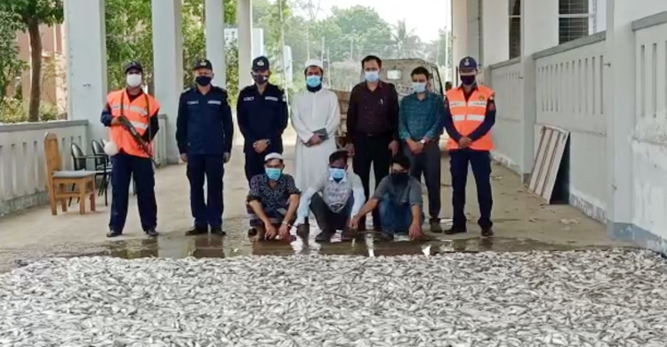 চাঁদপুরে ৫০ মণ জাটকাসহ আটক ৩