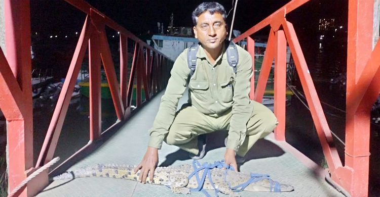 উপমন্ত্রীর ফোনে উদ্ধার হলো কুমির