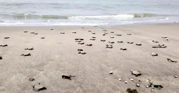 ৬০ বাচ্চা কচ্ছপ সেন্টমার্টিনে অবমুক্ত