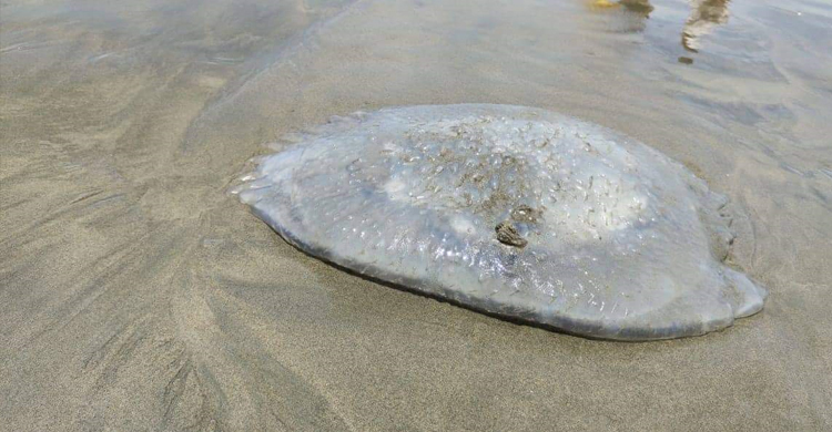 কক্সবাজার সৈকতে ভেসে আসছে মৃত জেলিফিশ, কারণ জানতে নমুনা সংগ্রহ