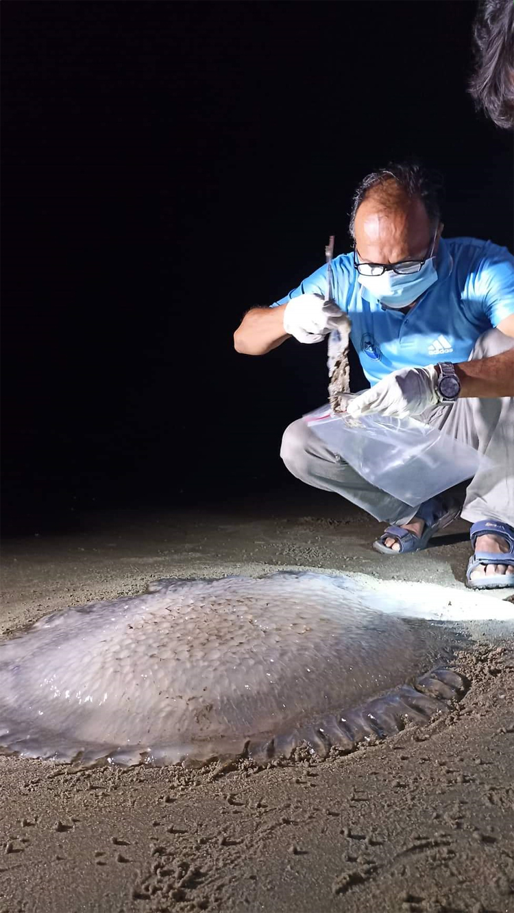 কক্সবাজার সৈকতে ভেসে আসছে মৃত জেলিফিশ, কারণ জানতে নমুনা সংগ্রহ