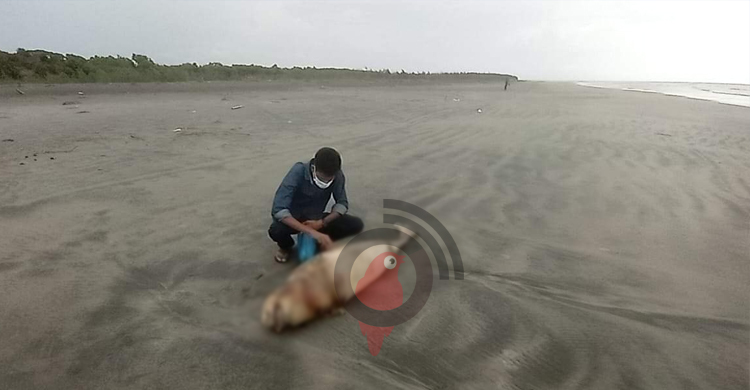 কুয়াকাটা সৈকতে ফের ভেসে এলো মৃত ডলফিন