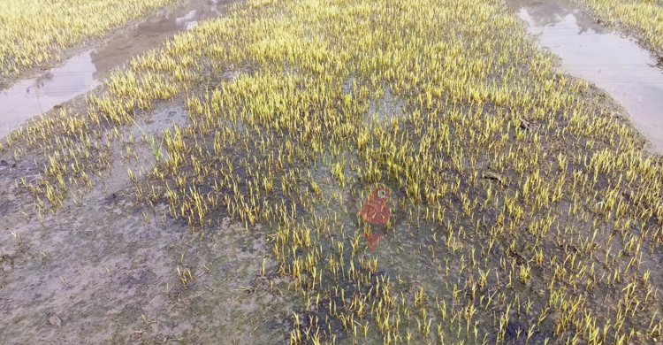 কমছে না শীত-কুয়াশা, নষ্ট হচ্ছে বীজতলা