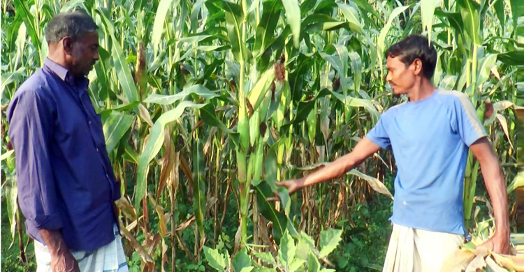 টাঙ্গাইলে ভুট্টার বাম্পার ফলনের সম্ভাবনা