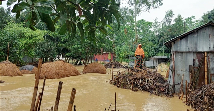 শেরপুরে বাড়ছে নদ-নদীর পানি, নিম্নাঞ্চল প্লাবিত