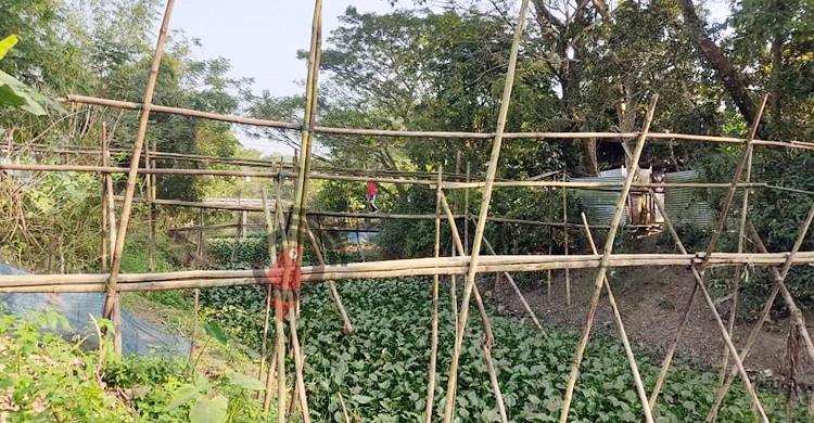 এক ইউনিয়নে ৫৬ বাঁশের সাঁকো