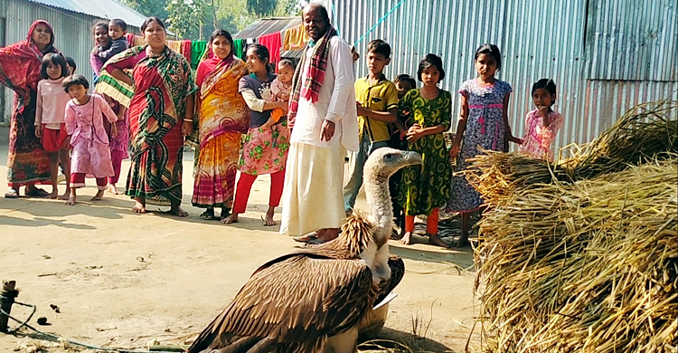 কুড়িগ্রামে ‘হিমালয়ী গৃধিনী’ শকুন উদ্ধার