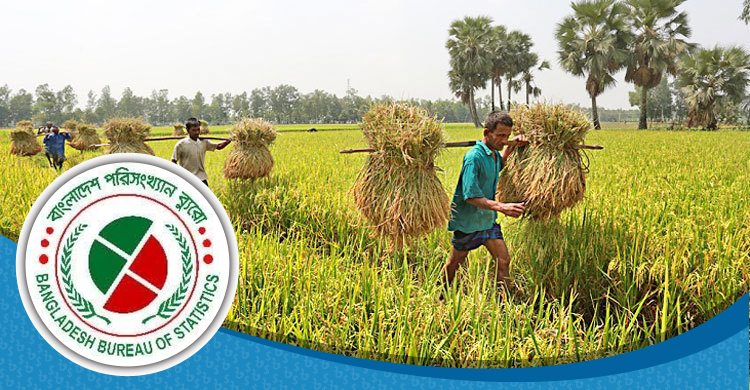 বছরে ৬৫ শতাংশ শস্য উদ্বৃত্ত থাকে : বিবিএস