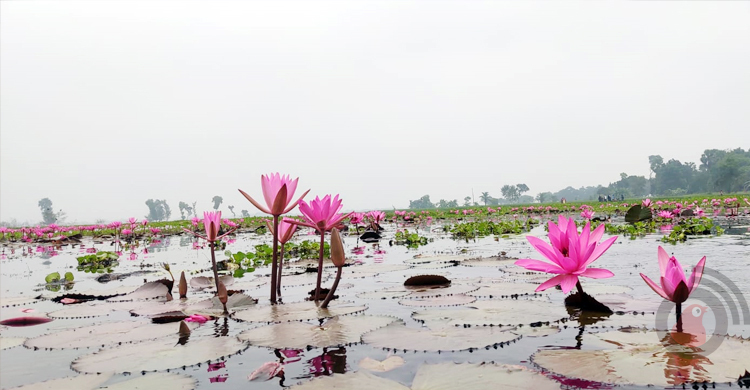 লাল শাপলার দখলে চেচুয়া বিল
