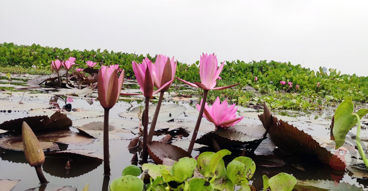 লাল শাপলার দখলে চেচুয়া বিল