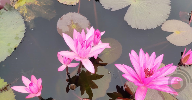 লাল শাপলার দখলে চেচুয়া বিল