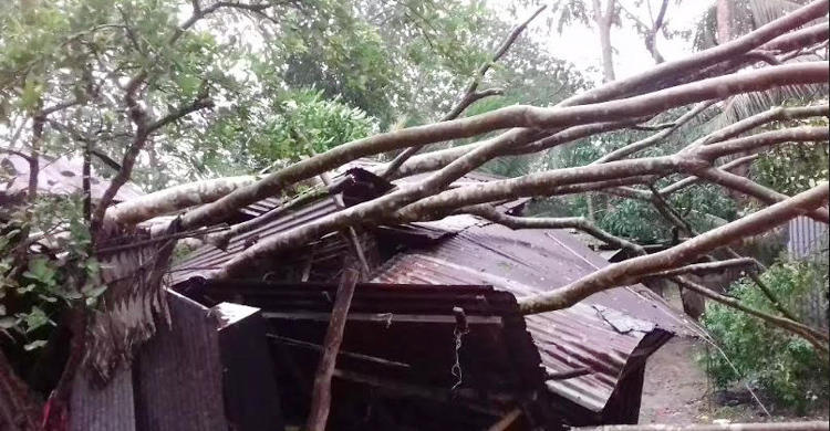শরীয়তপুরে ঘূর্ণিঝড়ে গাছ ভেঙে বৃদ্ধের মৃত্যু
