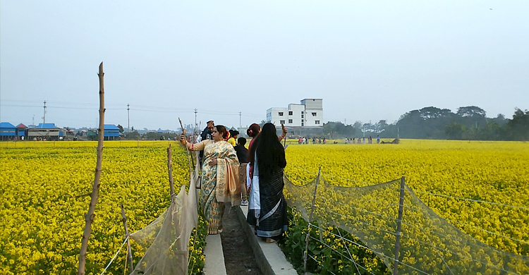 সরিষার বাম্পার ফলনে বাগড়া দর্শনার্থীরা