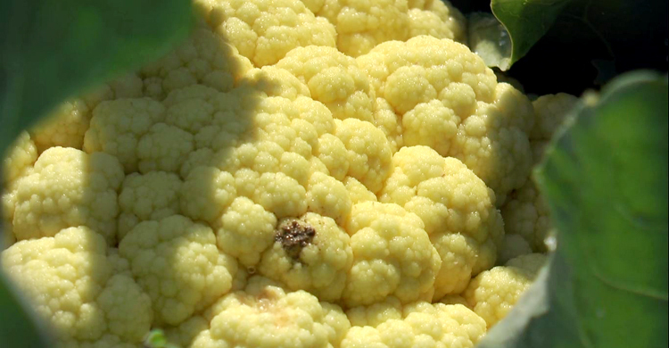 শেরপুরে ফুলকপিতে ‘ডায়মন্ডব্যাক মথ’ আতঙ্ক, দুশ্চিন্তায় কৃষক