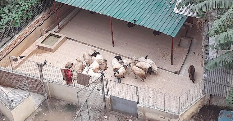মানুষের রোগ নির্ণয়ে ব্যবহার বাড়ছে ভেড়ার রক্তের