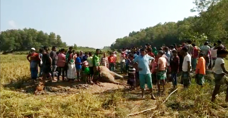 শেরপুরে ফের বন্যহাতির মরদেহ উদ্ধার