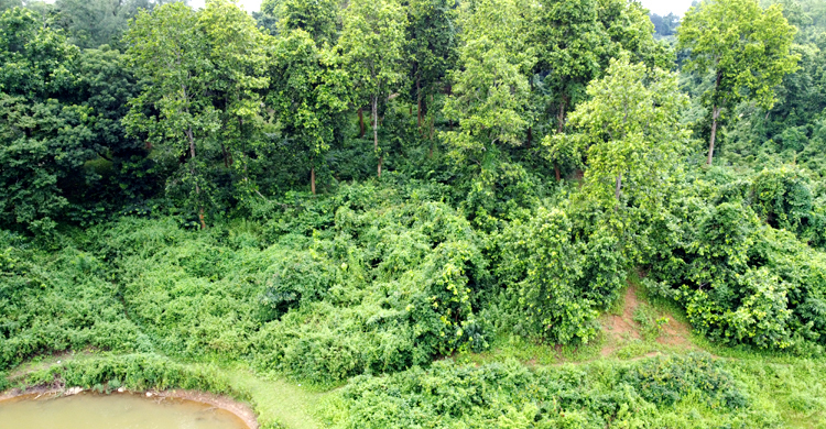 গারো পাহাড়ে বাঘ আতঙ্ক!