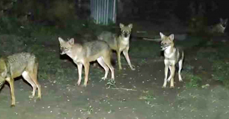 শিয়াল ঠেকাতে খামারের বেড়ায় বিদ্যুৎ সংযোগ, প্রাণ গেল শিশুর