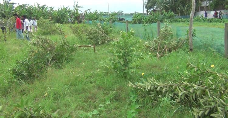 গাছের সঙ্গে শত্রুতা!