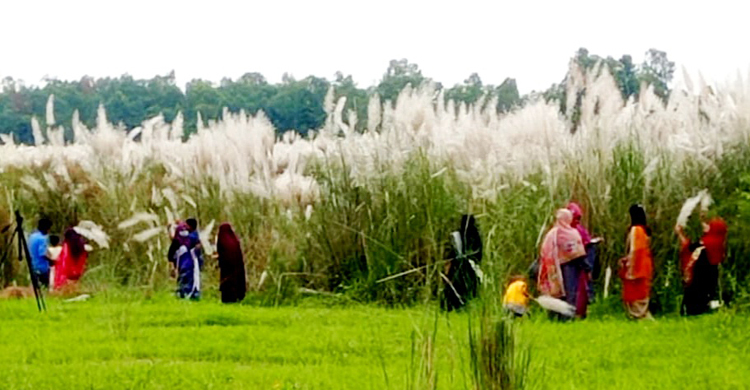 মুগ্ধতা ছড়াচ্ছে যমুনা পাড়ের কাশফুল