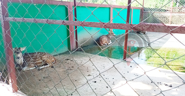 অর্থ সংকটে বন্ধের পথে সিতেশ বাবুর চিড়িয়াখানা