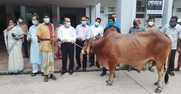 ঘানিটানা ছয়ফুলকে টাকা আর গরু দিলেন প্রধানমন্ত্রী