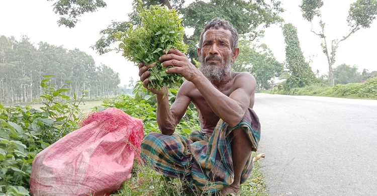 ঢেঁকিশাক বেচেই করোনায় বেঁচে আছেন বৃদ্ধ তছলিম